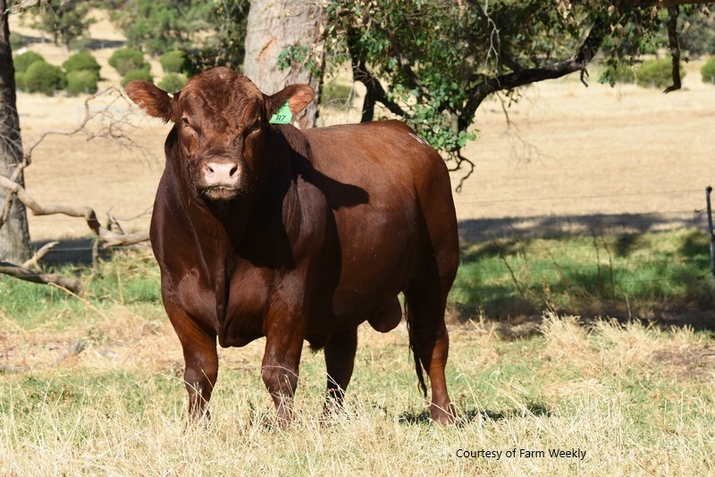 Red Angus